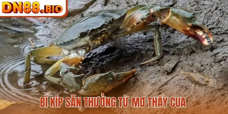 Bí kíp săn thưởng từ mơ thấy cua