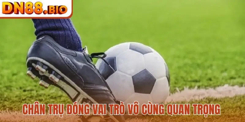 Chân trụ đóng vai trò vô cùng quan trọng