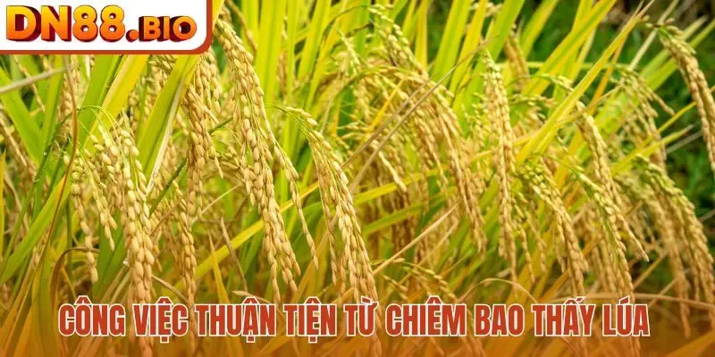 Công việc thuận tiện từ chiêm bao thấy lúa
