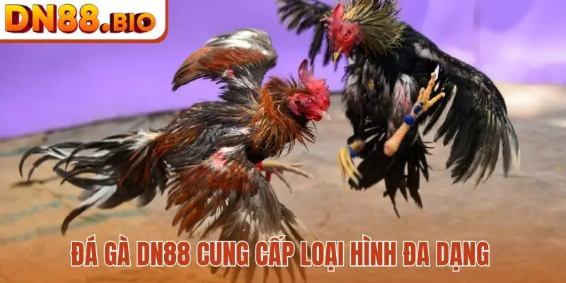 Đá gà DN88 cung cấp loại hình đa dạng