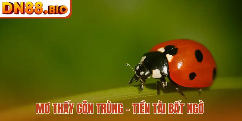 Mơ thấy côn trùng