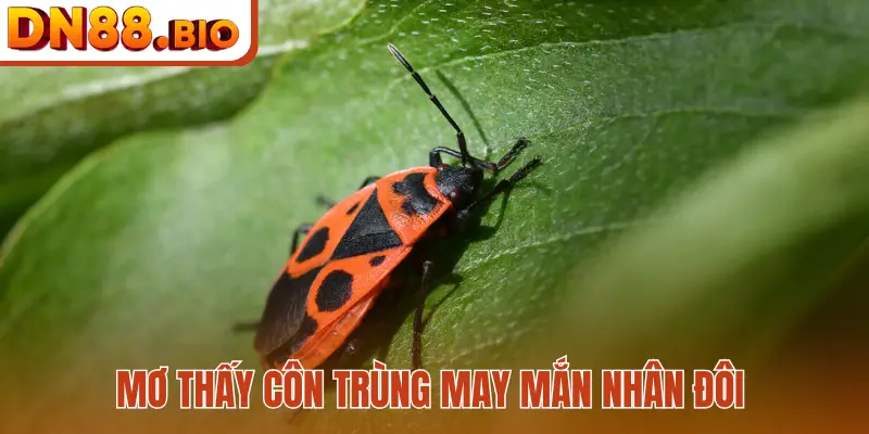 Mơ thấy côn trùng may mắn nhân đôi