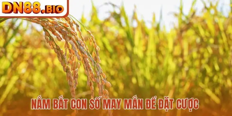 Nắm bắt con số may mắn để đặt cược