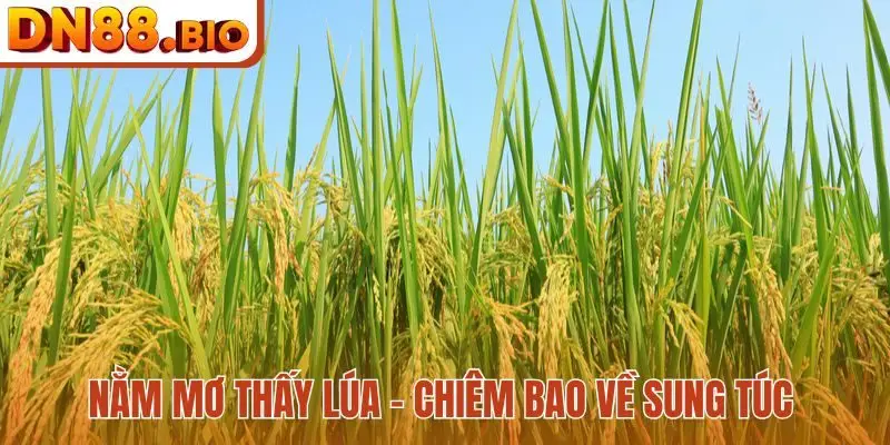 Nằm mơ thấy lúa