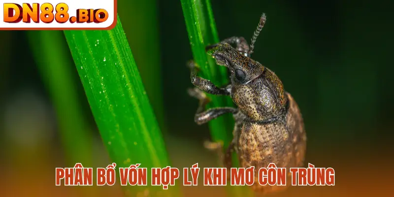 Phân bổ vốn hợp lý khi mơ côn trùng