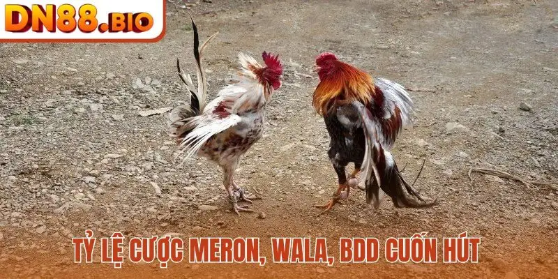 Tỷ lệ cược Meron, Wala, BDD cuốn hút